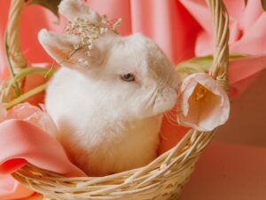 Tips Merawat Kelinci di Rumah agar Tetap Sehat dan Tidak Mudah Stres